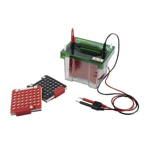 Western Blot. Modelo CS-ZY5