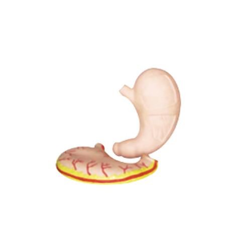 Modelo Estómago Gigante. Modelo CVQ7027